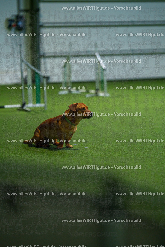 7R507209 | Professionelle Tierfotografie in Mönchengladbach von Daniel Wirth (allesWIRTHgut). Liebevolle & natürliche Bilder von Hunden & Katzen für unvergessliche Erinnerungen.