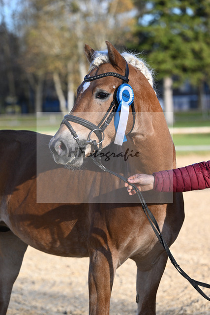 Kat-Nr. 3 Benz-E v. Blitz-U_Wendlinger_43250891 | hf-fotografie - Realized with Pictrs.com