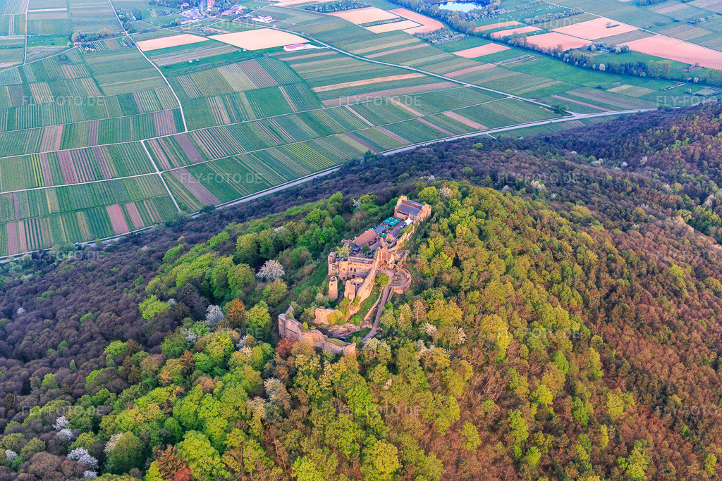 Luftbild: Burgruine Madenburg auf einem herbstlich verfärbten Berg des Pfälzerwalds aus Norden in Eschbach im Bundesland Rheinland-Pfalz in Deutschland. Foto: IMG_106869.jpg vom 21.04.2018 durch Werner Riehm/FLY-FOTO.de