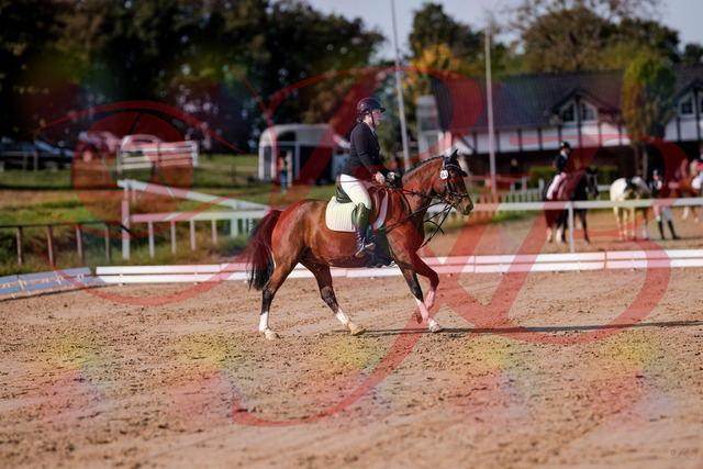 2026_10_03_Siefer-Hof_115618_Z81_96761818 | Professionelle Reitsport-, Turnier- und Eventfotografie von Robert Broda. Galerien mit ausgewählten und bearbeiteten Bildern direkt online ansehen und bestellen.