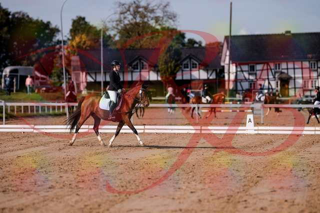 2026_10_03_Siefer-Hof_115417_Z81_93111453 | Professionelle Reitsport-, Turnier- und Eventfotografie von Robert Broda. Galerien mit ausgewählten und bearbeiteten Bildern direkt online ansehen und bestellen.