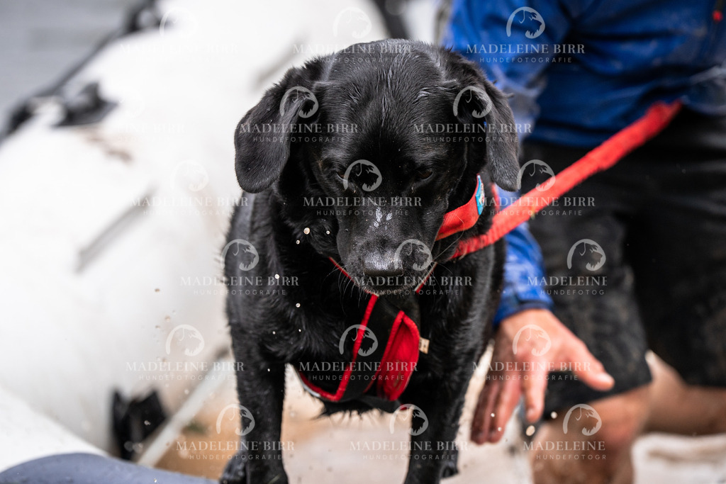 madeleinebirr-fotografie2025.campcanis.11-12Uhr-68 | hundefotografie-birr