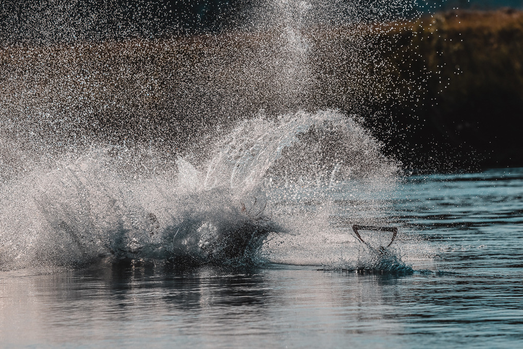 N-0014 | Sportbilder, Sportfotograf, Hochzeits- und Eventfotografin, Flugshows, Portraits und Tiershooting, Aviation, Downhill, Nationalleague, Swissleague, International