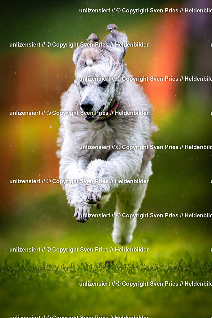 Sven Pries | 2025-09-21 - Hunderennen Baden-Oos - Realisiert mit Pictrs.com