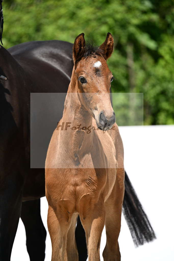 Va Bene x Sirtaki_SF_Weber_13251368 | hf-fotografie - Realizzato con Pictrs.com