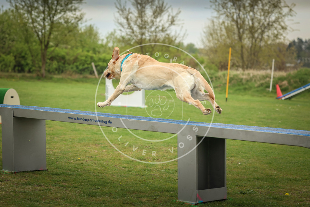 Pfotenfotografie_0L8A0720 | Hundefotografie, Tierfotograf, Pfotenfotografie, Fotoshooting Hund, Hunde Portrait, Hundesport, Hundeportraits, Heideshooting, Hunde, Sportfotograf, Hundefotograf, Turnierhundsport, THS,  - Realisiert mit Pictrs.com