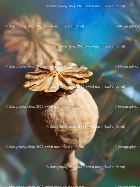 titusgraphy_P1063805-vz-ln | titusgraphy-shop: Geschenkideen mit Qualitätsfotos. titusgraphy-shop: gift ideas with quality photos. titusgraphy-shop: idées cadeaux avec photos de qualité.  - Realisiert mit Pictrs.com