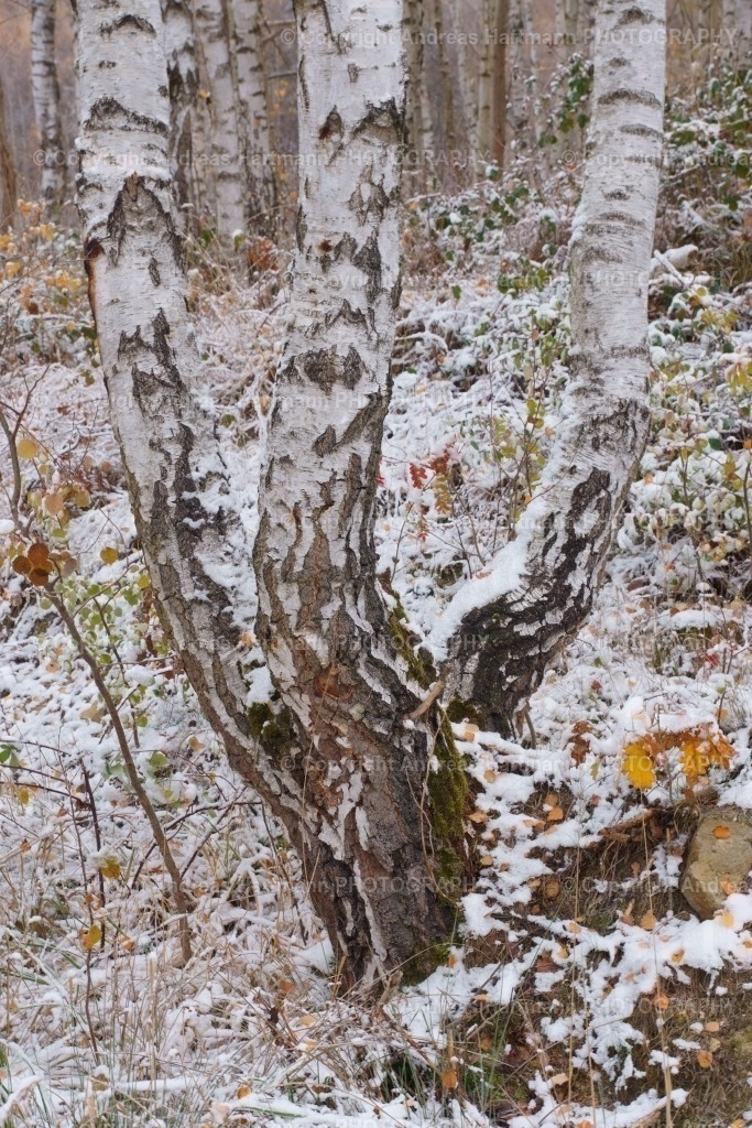 Dreier-Birkenstamm im Winter | Dreier-Birkenstamm im Winter - Realisiert mit Pictrs.com