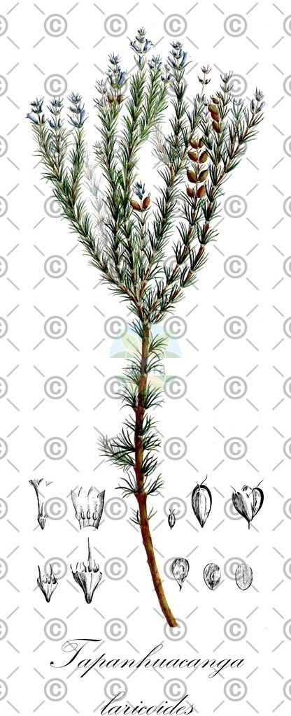HistAbb_wfo-0000568504_1_ENZY_Simple | Historische Abbildung von Tapanhuacanga laricoides - Rubiaceae | Historical Illustration of Tapanhuacanga laricoides - Rubiaceae