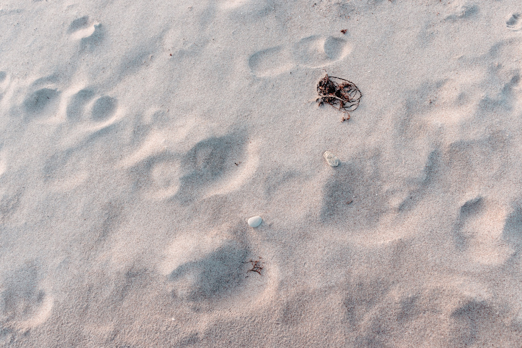 Wandbild: Strand in Nahaufnahme in Sandfarbe | Dieses Wandbild im Querformat zeigt den Sandstrand in Nahaufnahme. Im Sand sind einige Spuren, kleine Steine und etwas Seetang zu sehen. Dieses Wandbild ist in einem stilvollen hellen Farbton gehalten und ist damit passend zu fast jedem Einrichtungsstil. Der Strandsand bringt einen natürlichen Sandton ins Bild. Holen Sie sich dieses traumhafte Strandmotiv auf Leinwand, Aluminium-Platte oder Acrylglas. Ideal fürs Wohnzimmer, Schlafzimmer, Küche, den Arbeitsplatz oder die Ferienwohnung.   - Realisiert mit Pictrs.com
