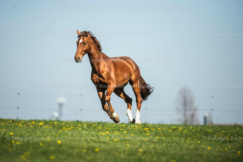 20210426_Pferd-auf-Koppel_0013 | equistock