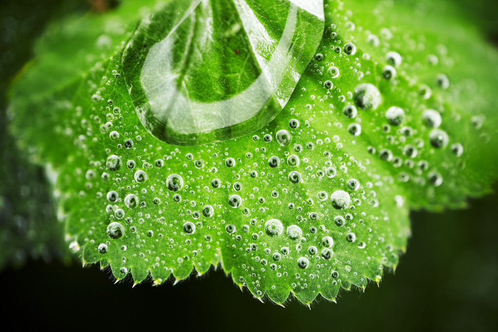 Frauenmantel_im Regen1396a | Beegebilder online. 
BIldarchiv von Beege Fotodesign mit ausgewählten Werken, die sich besonders gut für die Dekoration Ihrer Räume oder Wände eignen. 