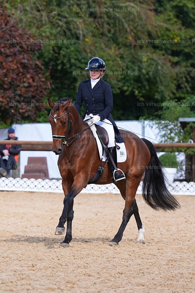09_2-001-DRESSUR  S_  -Marixx-5956 | working equitationturnier fotograf videograf stoibphotography marixx film working equitation deutschland reitsport turnierfotografie eventfotografie equestrian events