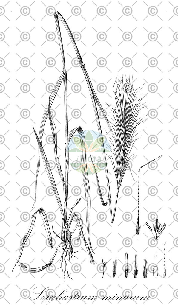 HistAbb_wfo-0000740085_1_ENZY_Simple | Historische Abbildung von Sorghastrum minarum - Poaceae | Historical Illustration of Sorghastrum minarum - Poaceae
