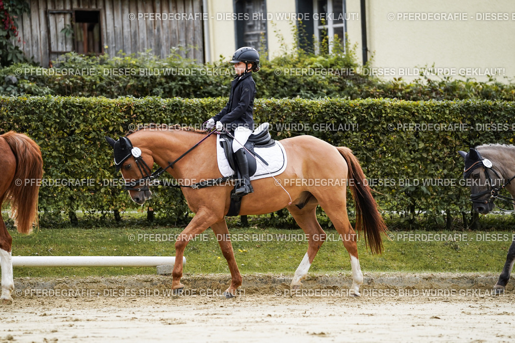 DSC05644 | Pferdegrafie