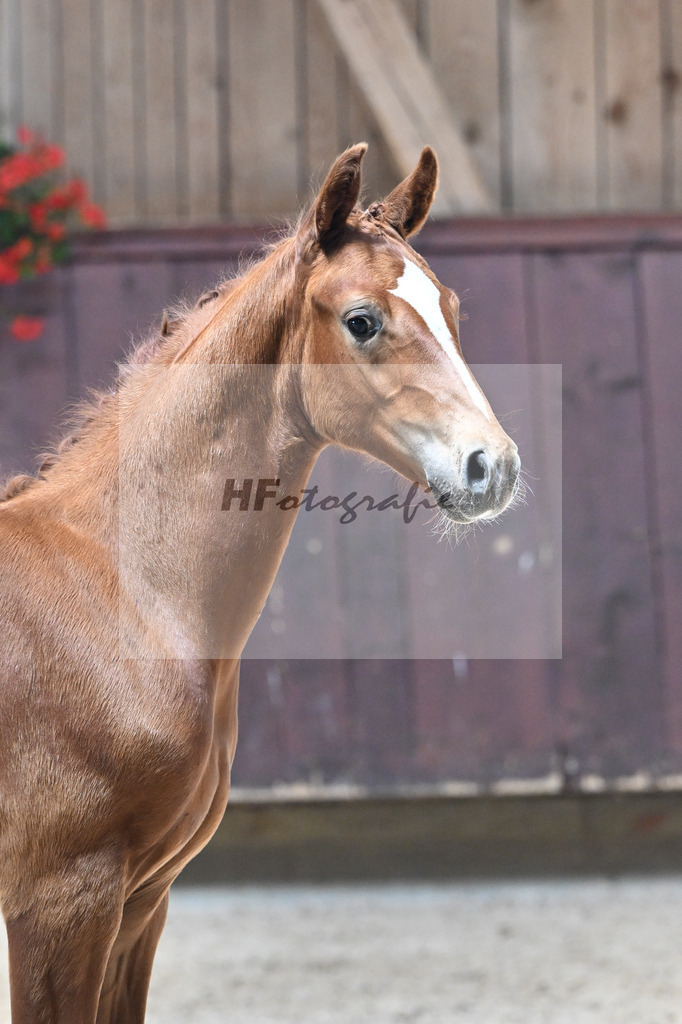 Kat-Nr. 10 Va Bene x Escolar_HF_Reisacher_25250357 | hf-fotografie - Realisiert mit Pictrs.com