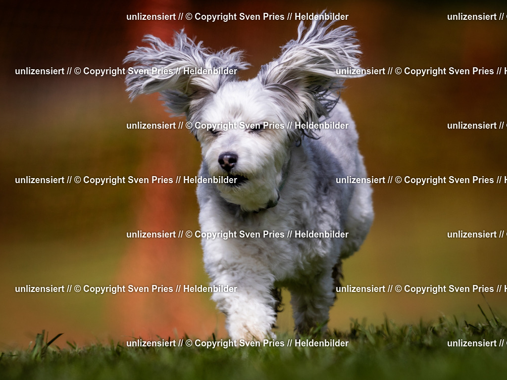 Sven Pries | 2024-04-21 - Hunderennen Baden-Oos
Foto: Sven Pries - Realisiert mit Pictrs.com