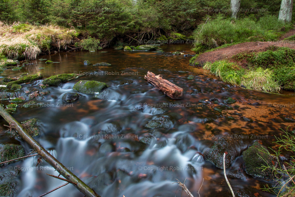Naturpfad-15 | Robin Zinnert - Realisiert mit Pictrs.com