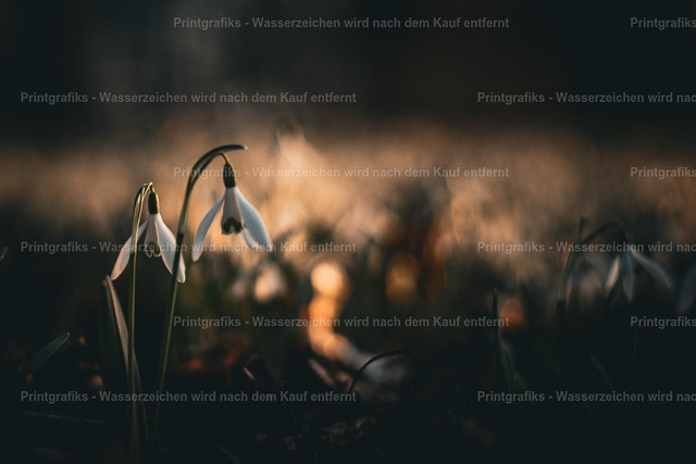 Schneeglöckchen im ersten Licht | Zarte Schneeglöckchen im weichen Gegenlicht des frühen Tages. Die dunkle Umgebung, das warme Bokeh und die feinen Blüten erzeugen eine stille, hoffnungsvolle Frühlingsstimmung. - Realisiert mit Pictrs.com