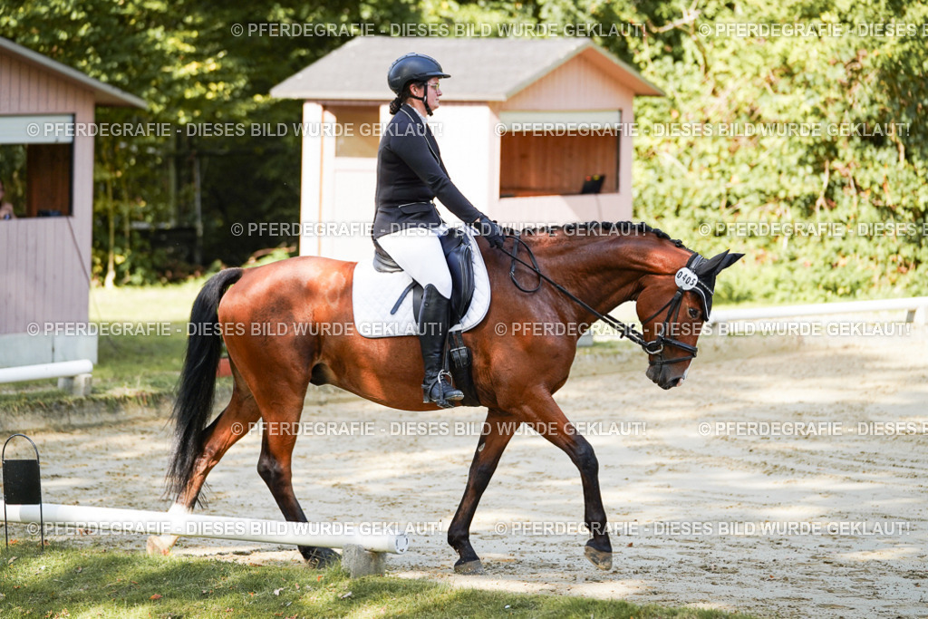 DSC08316 | Pferdegrafie