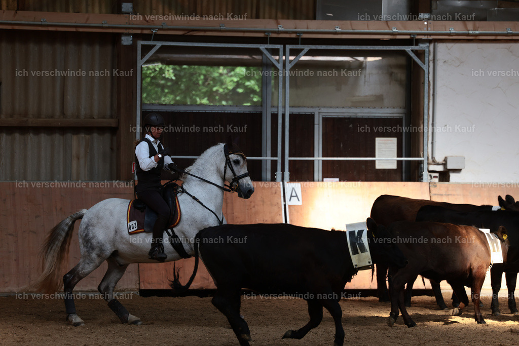 Masterclass_stoibphotography_C2_L7146.JPG | working equitationturnier fotograf videograf stoibphotography marixx film working equitation deutschland reitsport turnierfotografie eventfotografie equestrian events