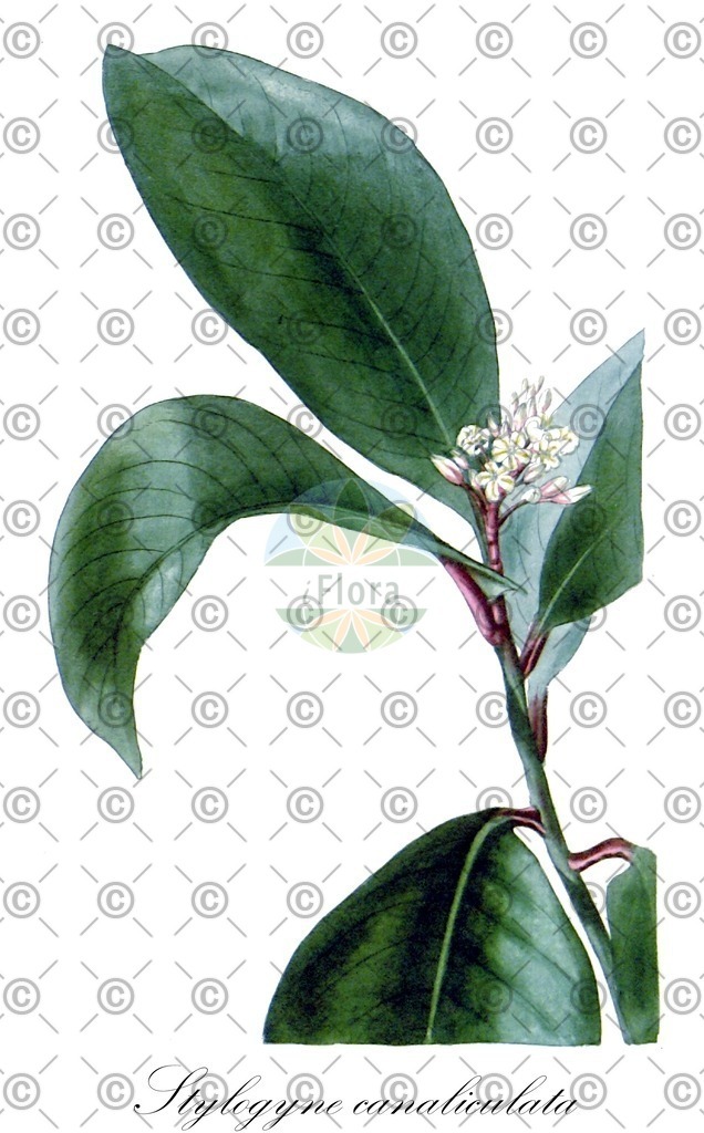 HistAbb_7PSG_1_ENZY_Simple | Historische Abbildung von Stylogyne canaliculata - Primulaceae | Historical Illustration of Stylogyne canaliculata - Primulaceae