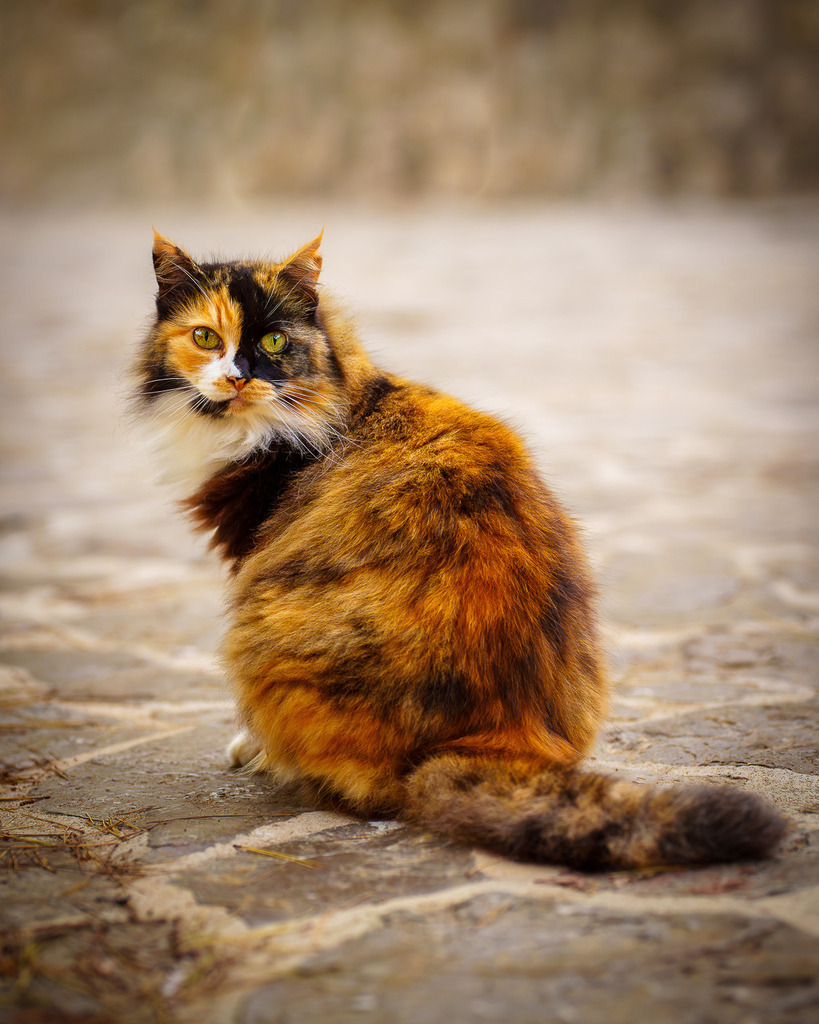 allesWIRTHgut Tierfotografie - 7IV08850 | Professionelle Tierfotografie in Mönchengladbach von Daniel Wirth (allesWIRTHgut). Liebevolle & natürliche Bilder von Hunden & Katzen für unvergessliche Erinnerungen.