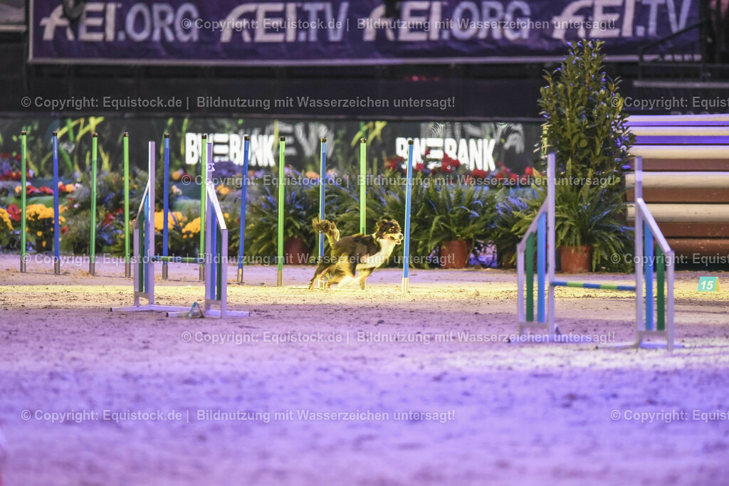 20231115_Dog-Agility_0168_TOMsPiC | Foto: Thomas Hartig