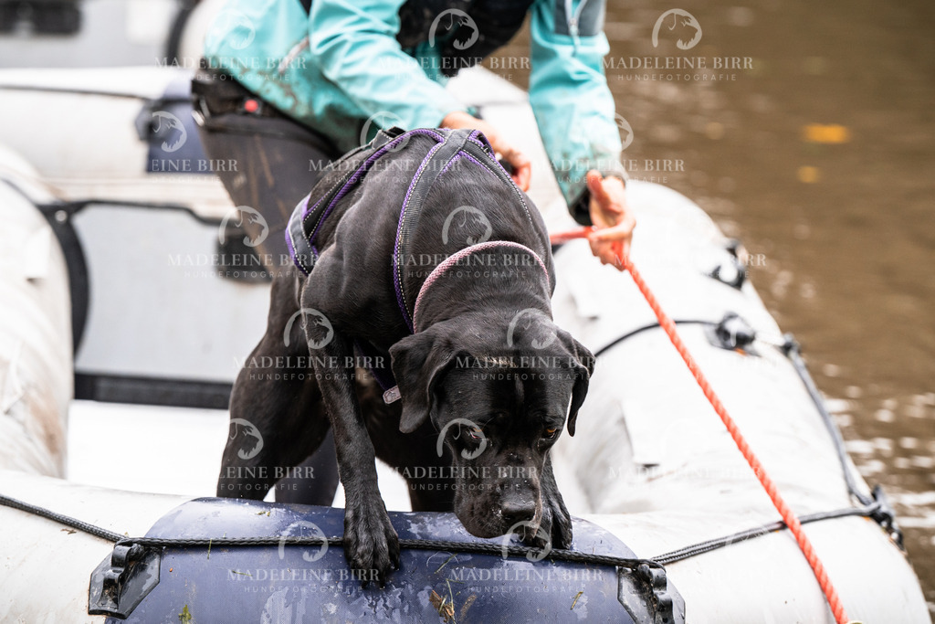 madeleinebirr-fotografie2025.campcanis.9-10Uhr-33 | hundefotografie-birr