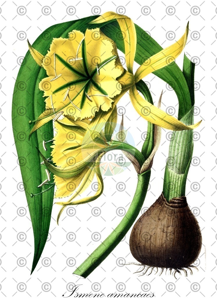 HistAbb_wfo-0000217791_1_ENZY_Simple | Historische Abbildung von Ismene amancaes - Amaryllidaceae | Historical Illustration of Ismene amancaes - Amaryllidaceae