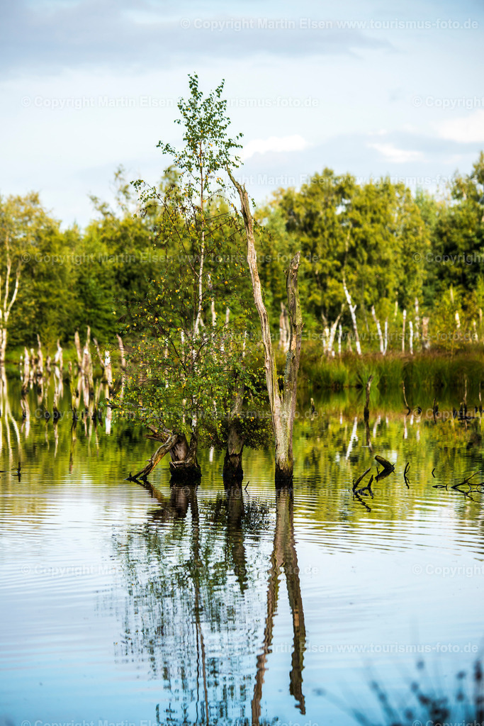 Oldendorf Hohes Moor_ELS_9212150816 | Oldendorf - Aufnahmedatum: 15.08.2016, Aufnahmehöhe:  m, Koordinaten:  - , Bildgröße: 4912 x  7360 Pixel - Copyright 2016 by Martin Elsen, Kontakt: Tel.: +49 157 74581206, E-Mail: info@schoenes-foto.deSchlagwörter:Hohes Moor,Moor,Landschaft,Samtgemeinde Himmelpforten, Insel, Niedersachsen,Martin Elsen, Landkreis Stade, - Realisiert mit Pictrs.com