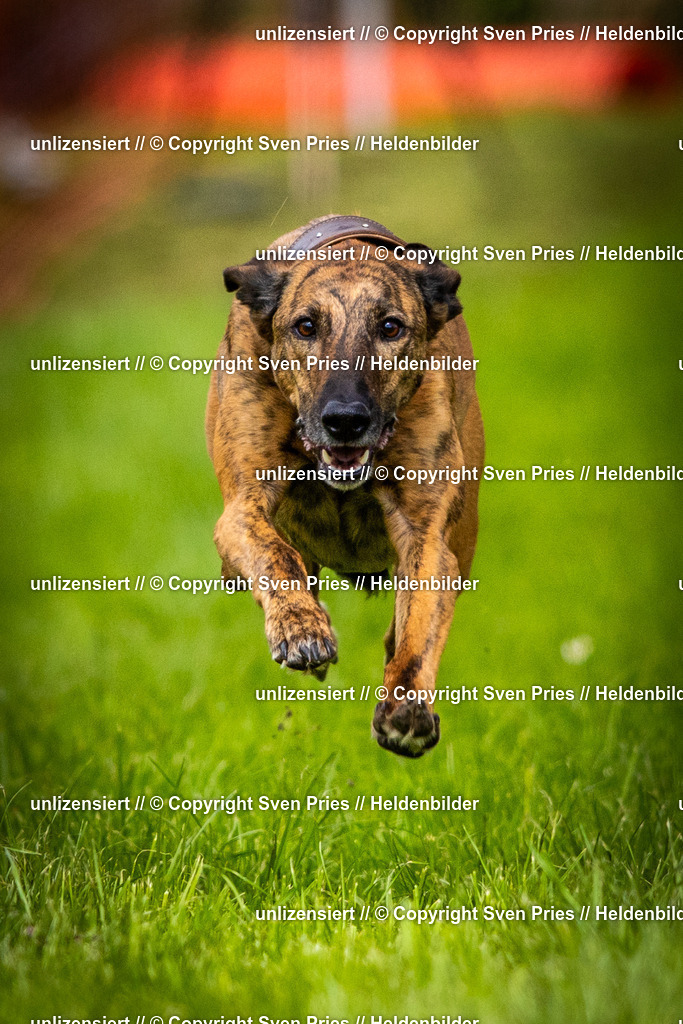 Sven Pries | 2025-04-13 - Hunderennen Baden-Baden - Realisiert mit Pictrs.com