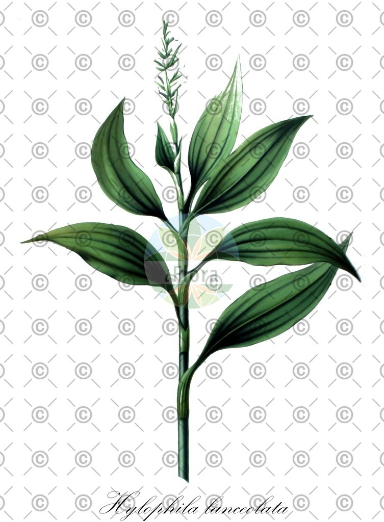 HistAbb_EMP_56515_SRC_Schlechtendal_FLORAD_SIMPLE | Historische Abbildung von Hylophila lanceolata - Orchidaceae | Historical Illustration of Hylophila lanceolata - Orchidaceae