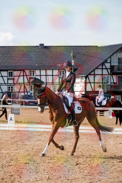 2026_10_03_Siefer-Hof_132955_Z63_91683392 | Professionelle Reitsport-, Turnier- und Eventfotografie von Robert Broda. Galerien mit ausgewählten und bearbeiteten Bildern direkt online ansehen und bestellen.