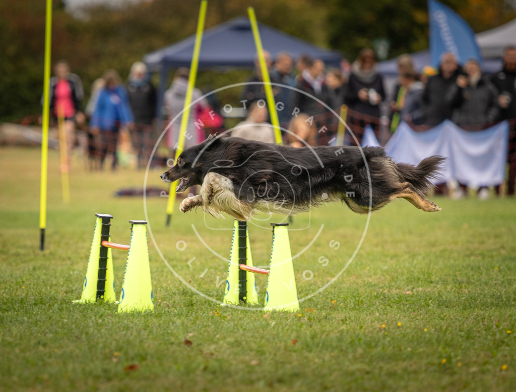 Pfotenfotografie_DV3A6475 | Hundefotografie, Tierfotograf, Pfotenfotografie, Fotoshooting Hund, Hunde Portrait, Hundesport, Hundeportraits, Heideshooting, Hunde, Sportfotograf, Hundefotograf, Turnierhundsport, THS,  - Realisiert mit Pictrs.com
