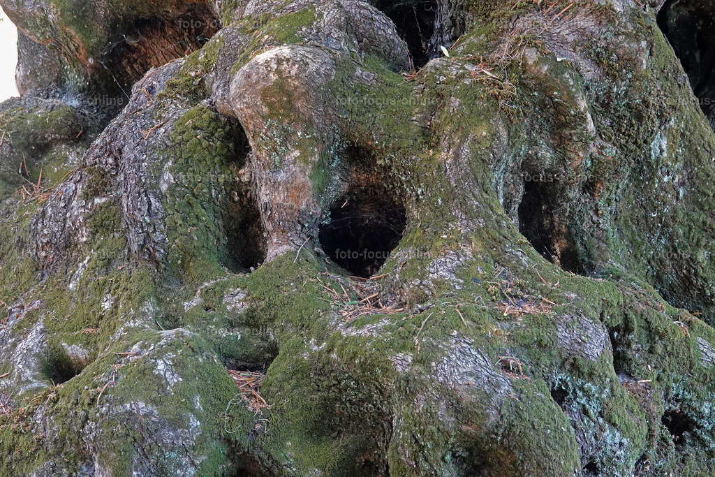 Stories of the Ancient Olive Trees | Ancient Olive Trees