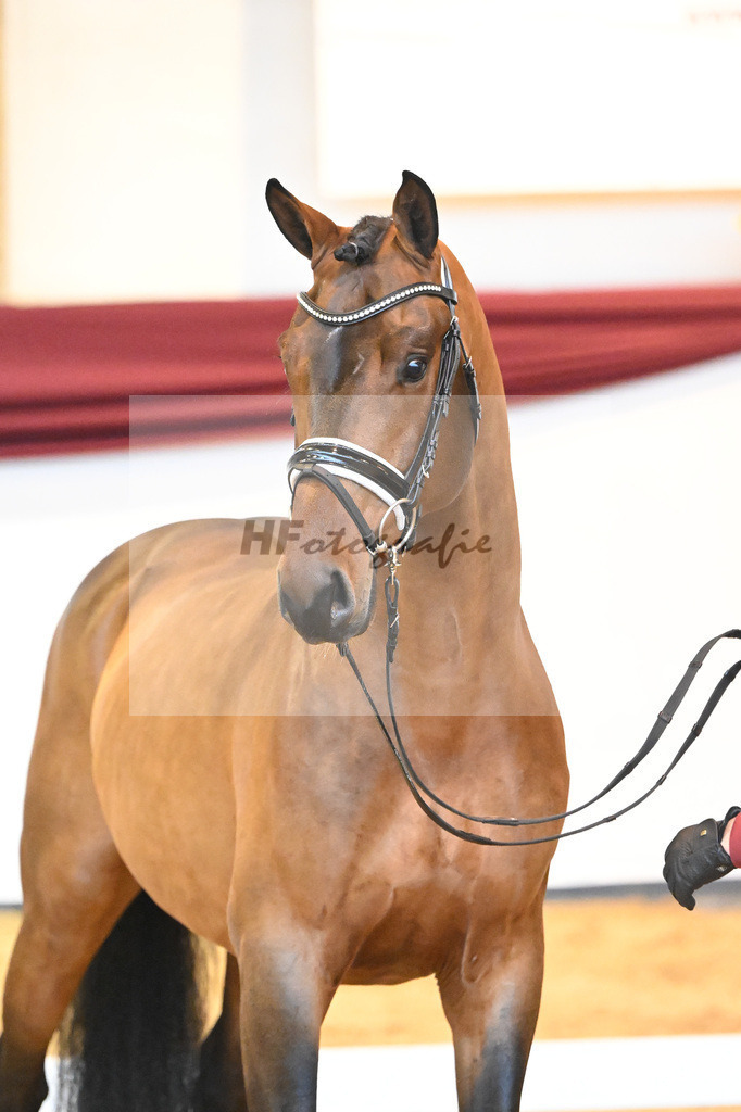 Kat-Nr. 64 v. Vitalis_Bock_66222167 | hf-fotografie - Realizzato con Pictrs.com