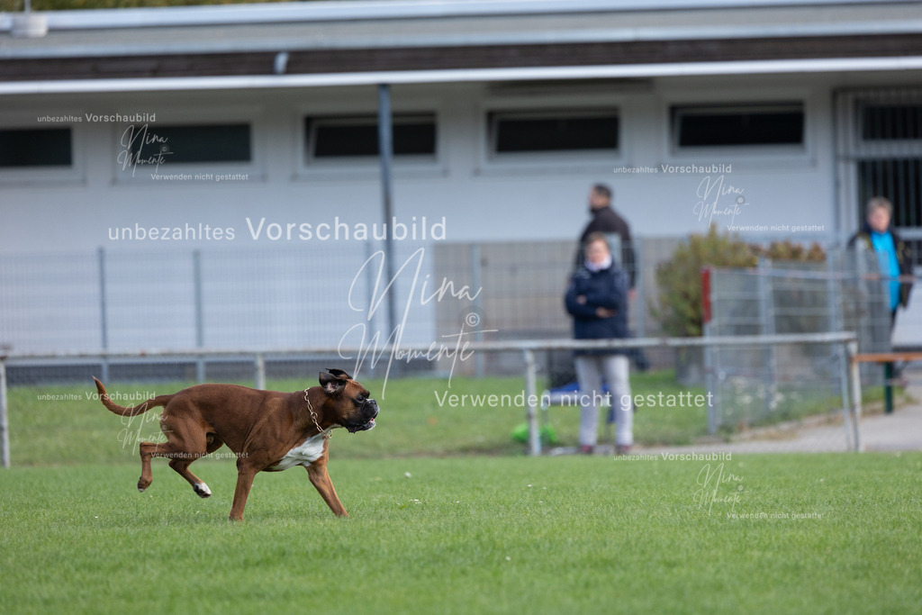 _16A6748 | Einzigartige Fotos von Hunden & Menschen –Actionfotos, Portraits, Vereinsaufnahmen & Paarshootings – authentisch, lebendig & mit Herz.