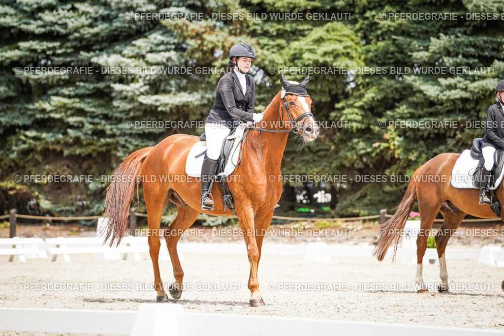 DSC03430 | Pferdegrafie