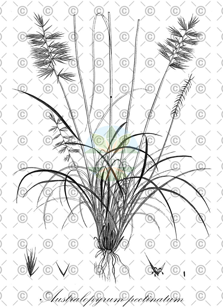 HistAbb_wfo-0000301941_1_ENZY_Simple | Historische Abbildung von Australopyrum pectinatum - Poaceae | Historical Illustration of Australopyrum pectinatum - Poaceae