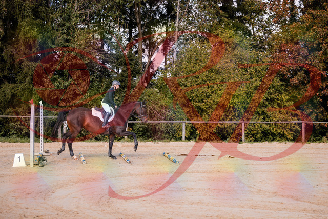 2026_10_03_Siefer-Hof_143955_Z81_10283105 | Professionelle Reitsport-, Turnier- und Eventfotografie von Robert Broda. Galerien mit ausgewählten und bearbeiteten Bildern direkt online ansehen und bestellen.