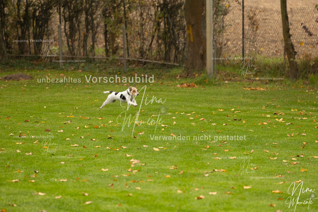 _16A0544 | Einzigartige Fotos von Hunden & Menschen –Actionfotos, Portraits, Vereinsaufnahmen & Paarshootings – authentisch, lebendig & mit Herz.