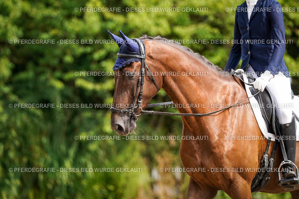 DSC07917 | Pferdegrafie