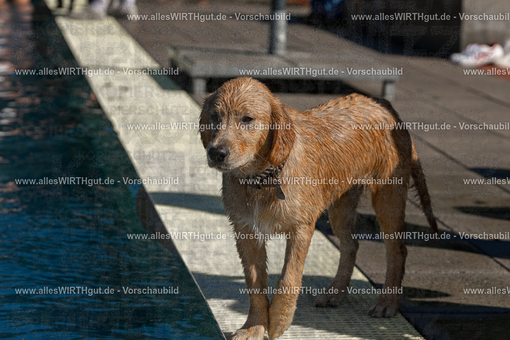 Hundeschwimmen_Volksbad_2026-allesWIRTHgut_Tierfotografie-2609061146-FAY06313 | Professionelle Tierfotografie in Mönchengladbach von Daniel Wirth (allesWIRTHgut). Liebevolle & natürliche Bilder von Hunden & Katzen für unvergessliche Erinnerungen.