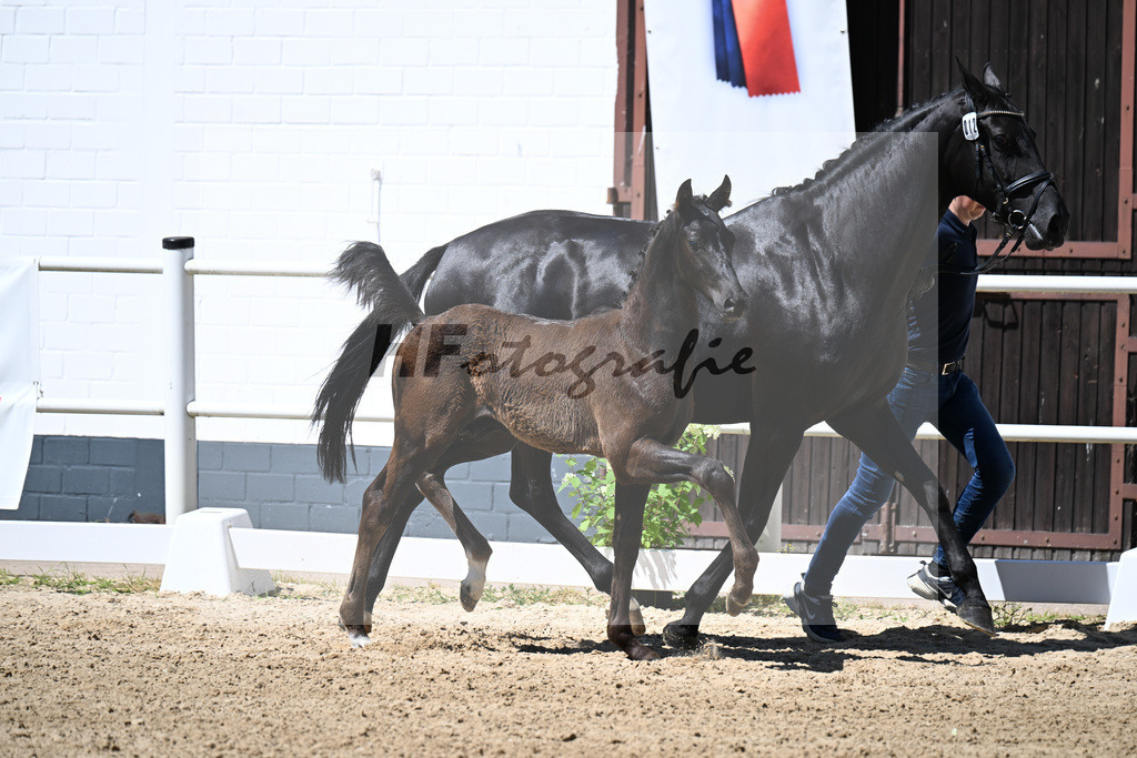 Kat-Nr. 12 Bon Courage x Negro_HF_Kohlweghof GbR_20250788 | hf-fotografie - Realizzato con Pictrs.com