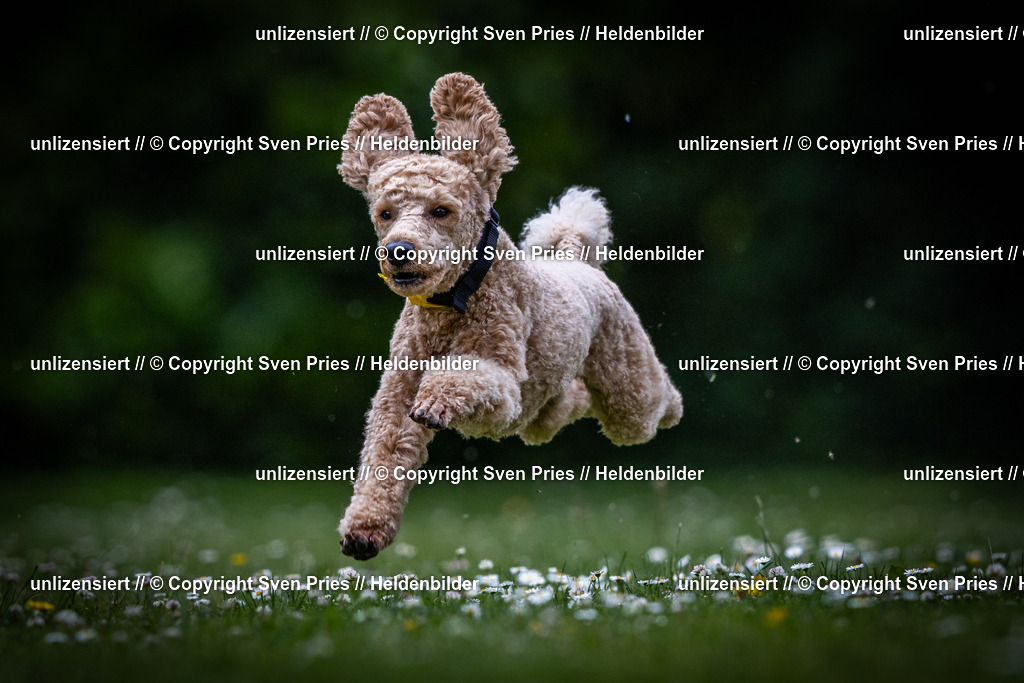 Sven Pries | 2025-05-29 - Pudelrennen KA-Durlach - Realisiert mit Pictrs.com