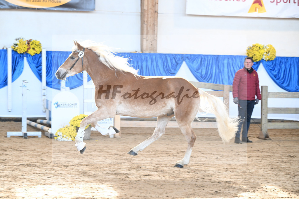 Kat-Nr. 2 nn v. Belantis_Haflingergestuet Meura_48250026 | hf-fotografie - Realisiert mit Pictrs.com