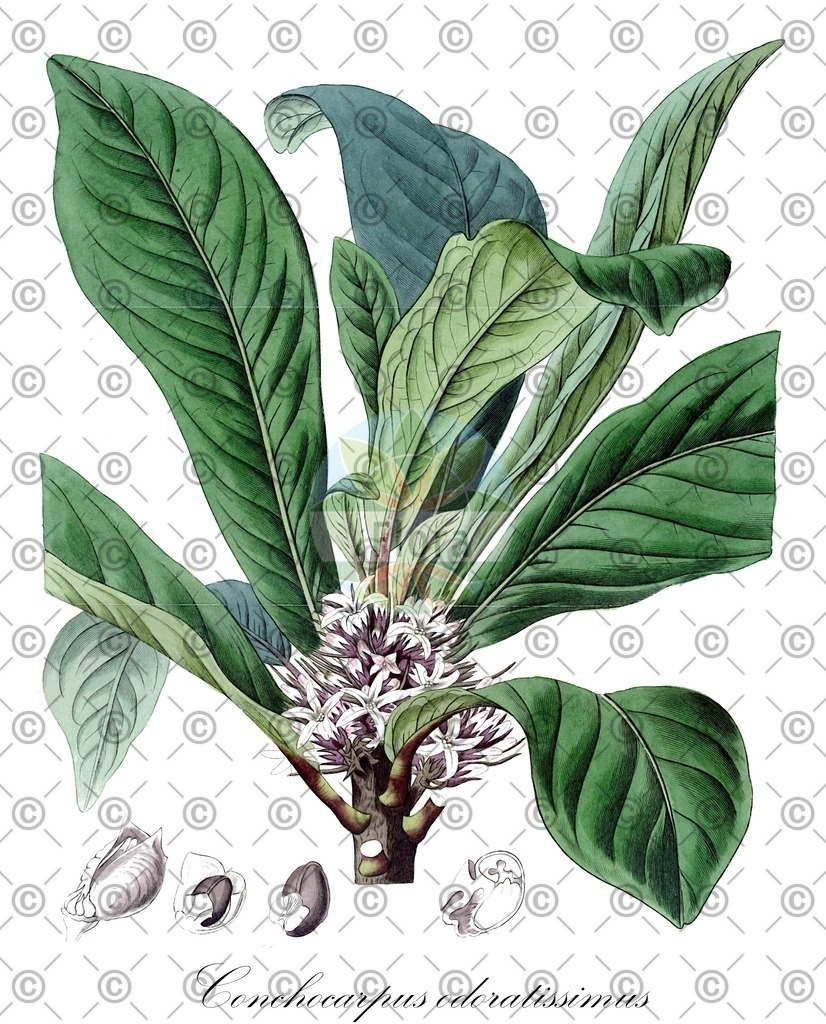 HistAbb_wfo-0000617753_1_ENZY_Simple | Historische Abbildung von Conchocarpus odoratissimus - Rutaceae | Historical Illustration of Conchocarpus odoratissimus - Rutaceae