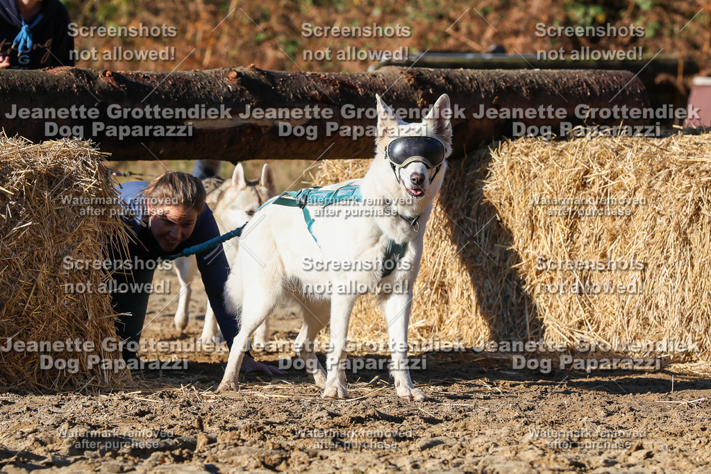 Dog Paparazzi - Strongdog 10-25-1677 | Dog Paparazzi Jeanette Grottendiek Fotografie & Videografie - Realisiert mit Pictrs.com