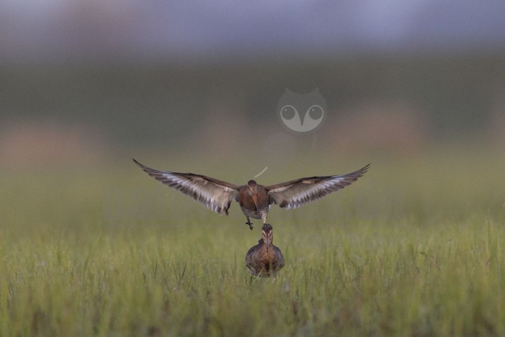 R5NF3827-20230410 | Die Uferschnepfe, im Plattdeutschen auch als Greta bezeichnet, ist eine Vogelart aus der Familie der Schnepfenvögel. Uferschnepfen sind Langstreckenzieher und brüten vorwiegend auf Feuchtwiesen. - Realisiert mit Pictrs.com